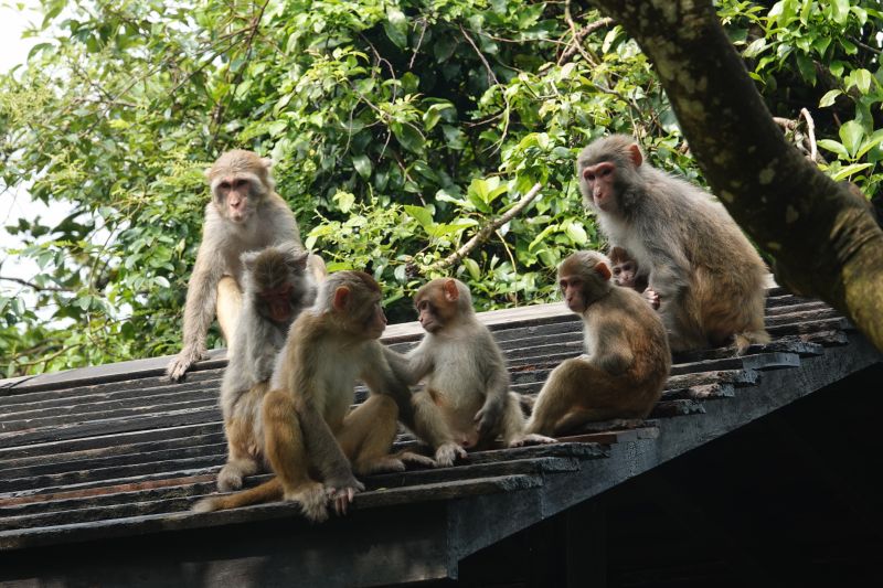 <i>Macaca mulatta</i> (Rhesus Macaque)