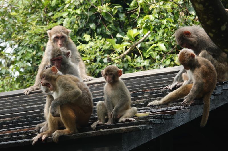<i>Macaca mulatta</i> (Rhesus Macaque)