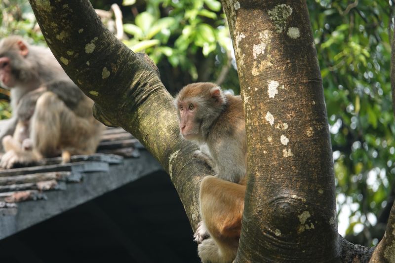 <i>Macaca mulatta</i> (Rhesus Macaque)