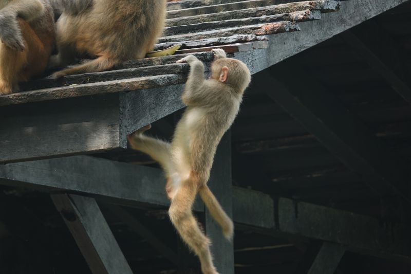 <i>Macaca mulatta</i> (Rhesus Macaque)