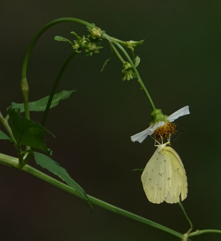 <i>Eurema hecabe</i> (Common Grass Yellow)