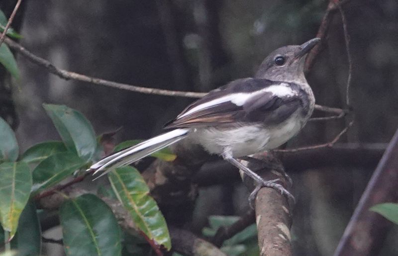 <i>Copsychus saularis</i> (Oriental Magpie-Robin)