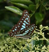 76.jpeg - 2018:08:21 07:07:50