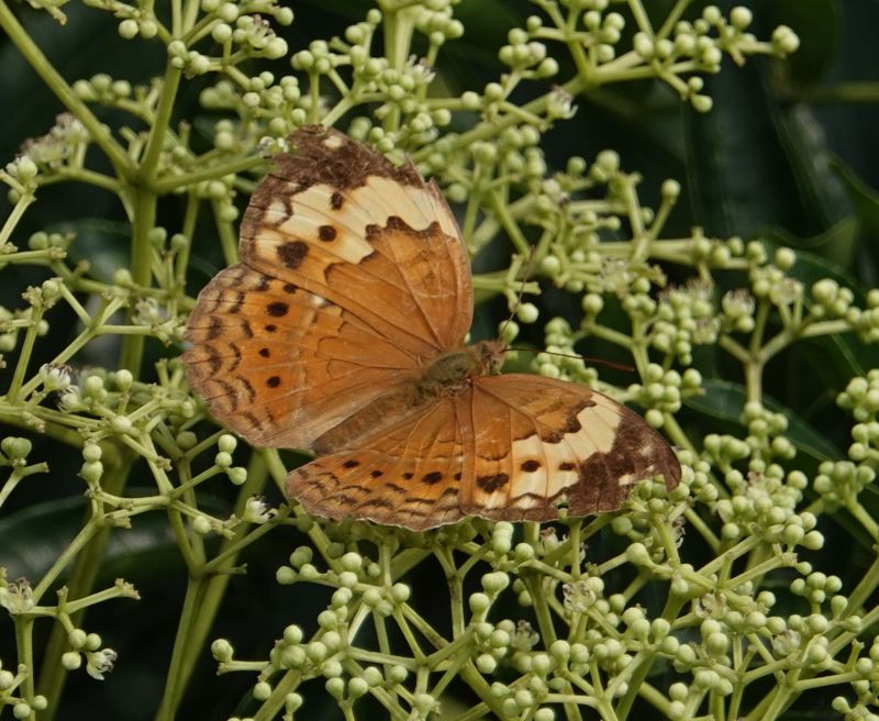 <i>Cupha erymanthis</i> (Rustic)
