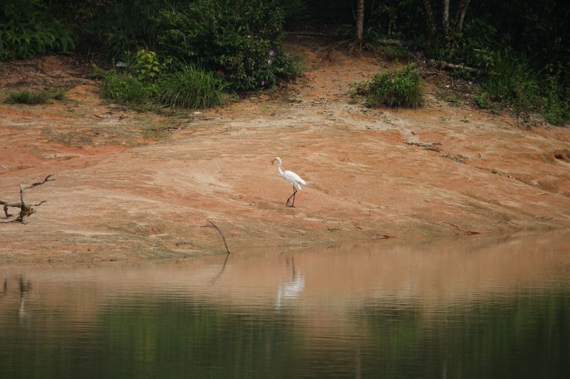 <i>Ardea alba</i> (Great Egret)
