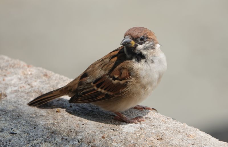 <i>Passer montanus</i> (Eurasian Tree Sparrow)