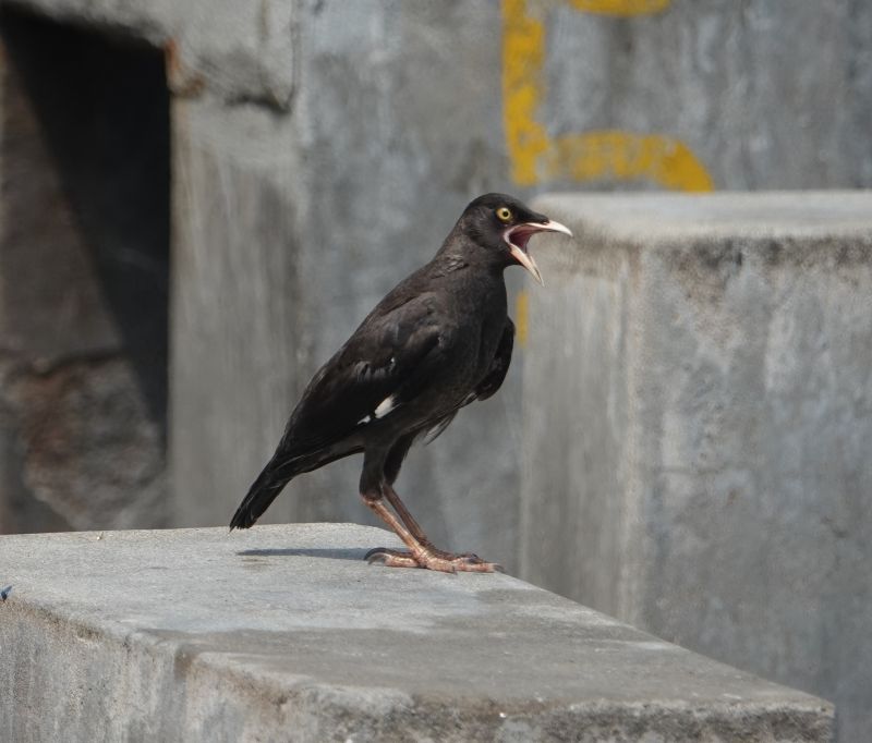 <i>Acridotheres cristatellus</i> (Crested Myna)