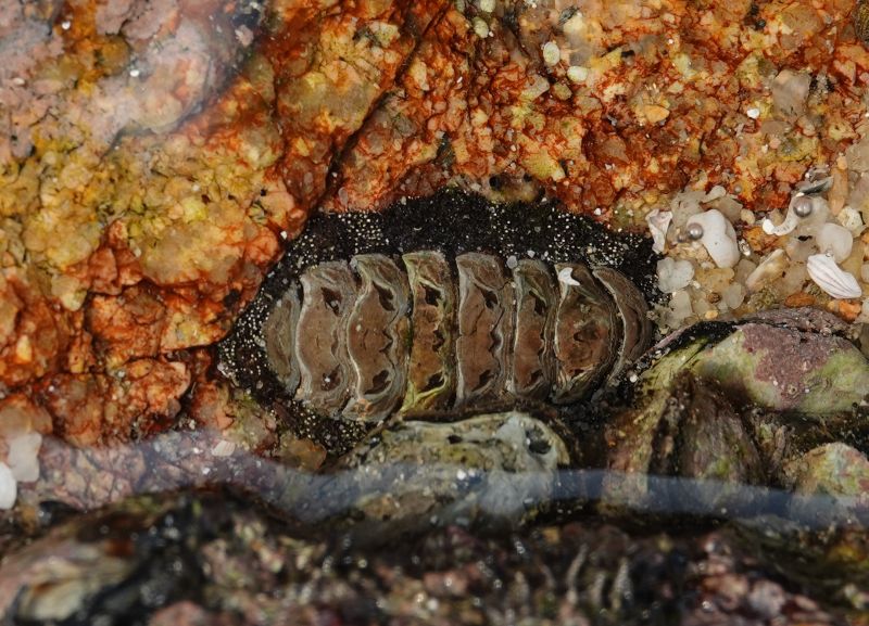 <i>Liolophura japonica</i> (null)