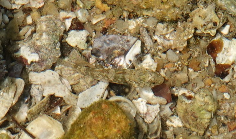 <i>Bathygobius</i> (null)