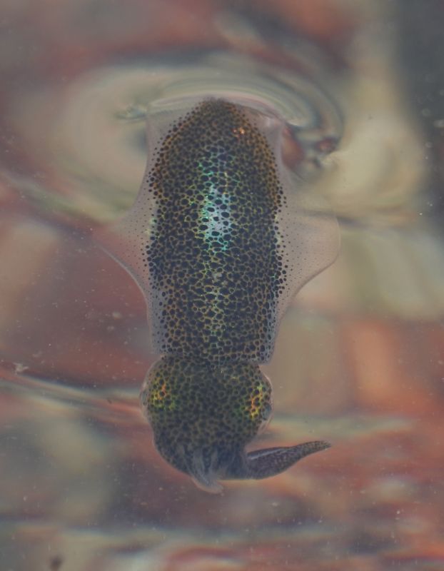 <i>Sepioteuthis lessoniana</i> (Bigfin Reef Squid)