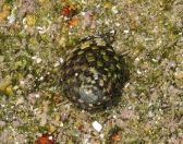 11.jpeg - 2018:08:22 06:10:25