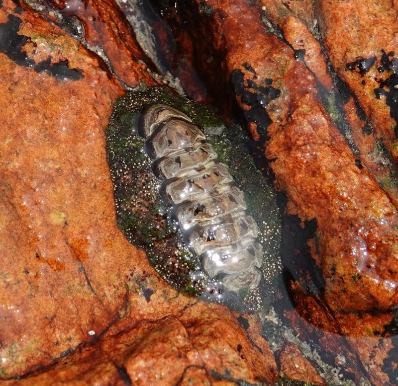 <i>Liolophura japonica</i> (null)