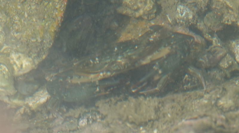 <i>Thalamita</i> (null)