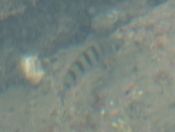 25.jpeg - 2018:08:22 06:43:05