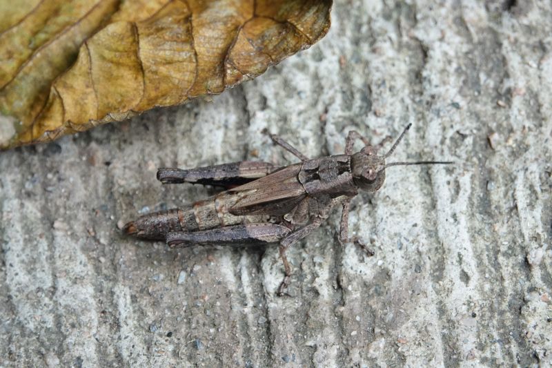 <i>Traulia</i> (null)