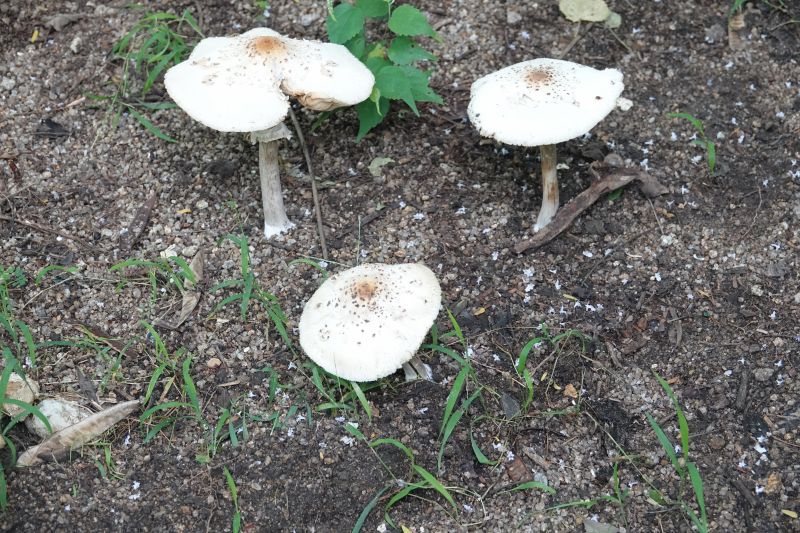 <i>Chlorophyllum</i> (null)