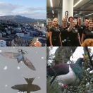 2018-08-24 - 2018-09-01<br/>
<b>Dunedin, New Zealand</b>
