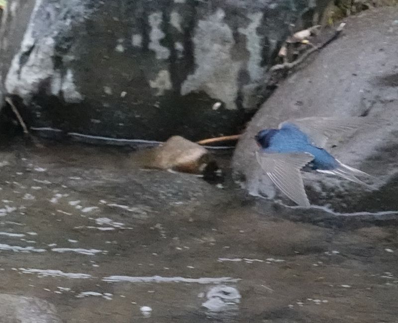 <i>Hirundo neoxena</i> (Welcome Swallow)