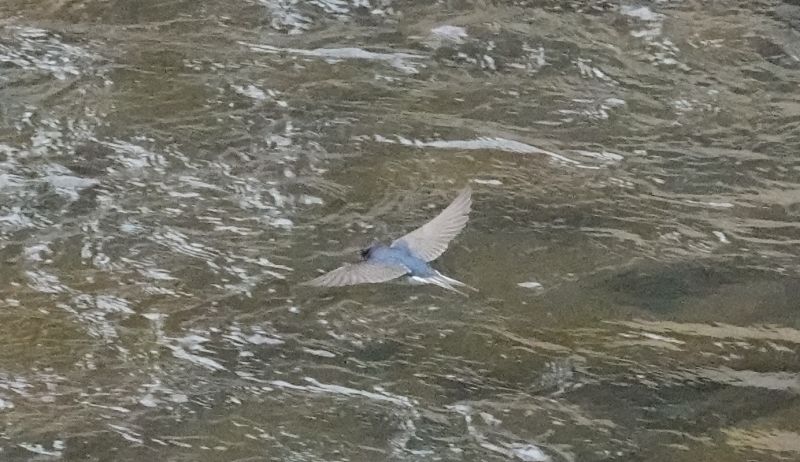 <i>Hirundo neoxena</i> (Welcome Swallow)