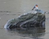 34.jpeg - 2018:08:31 03:00:32