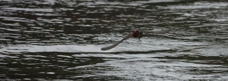 <i>Hirundo neoxena</i> (Welcome Swallow)