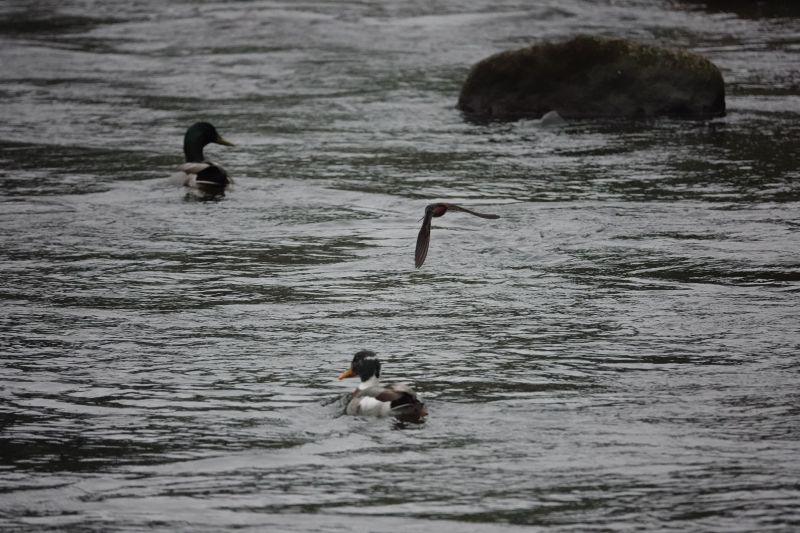 Viewing photos→2018→2018-08-24-2→37