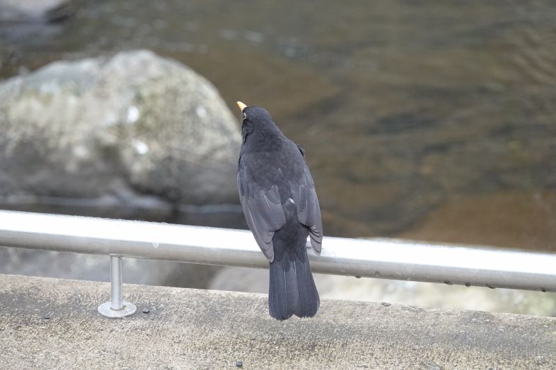 <i>Turdus merula</i> (Eurasian Blackbird)