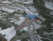 40.jpeg - 2018:08:31 03:09:14