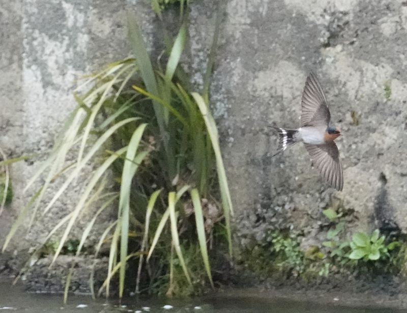 <i>Hirundo neoxena</i> (Welcome Swallow)