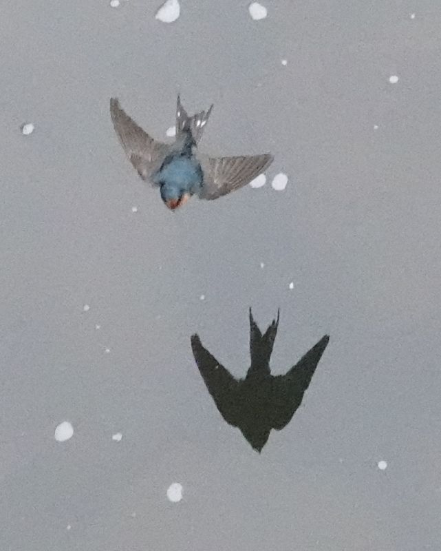 <i>Hirundo neoxena</i> (Welcome Swallow)