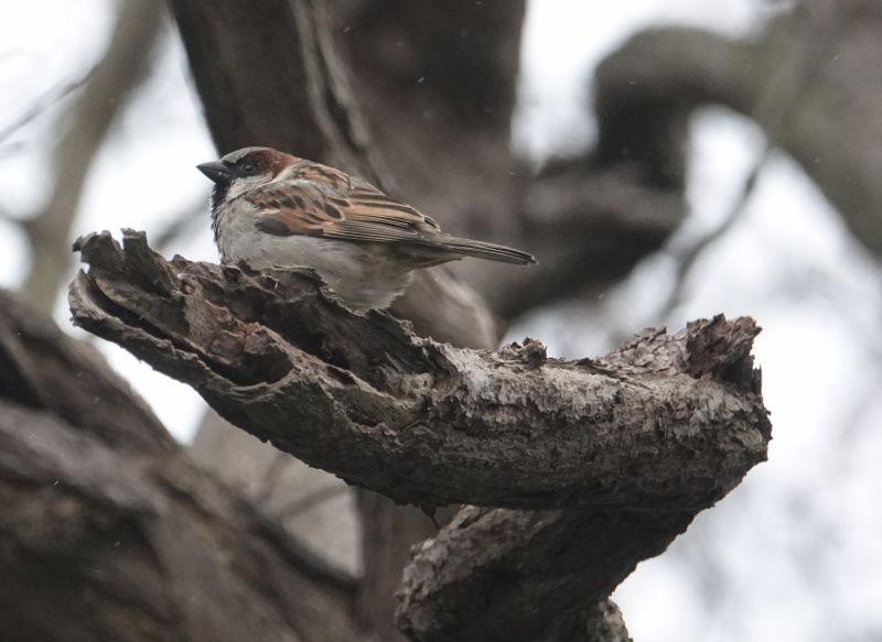 <i>Passer domesticus</i> (House Sparrow)