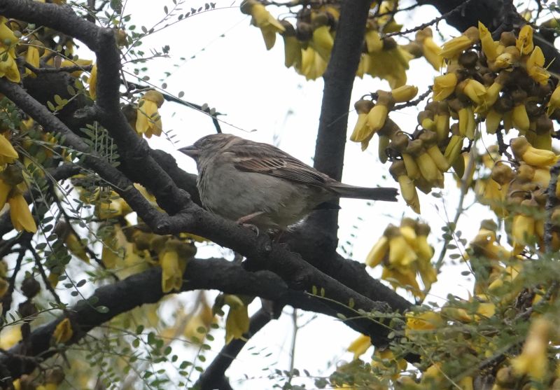 <i>Passer domesticus</i> (House Sparrow)