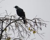 52.jpeg - 2018:08:31 03:37:10