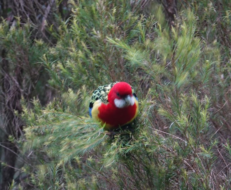 <i>Platycercus eximius</i> (Eastern Rosella)