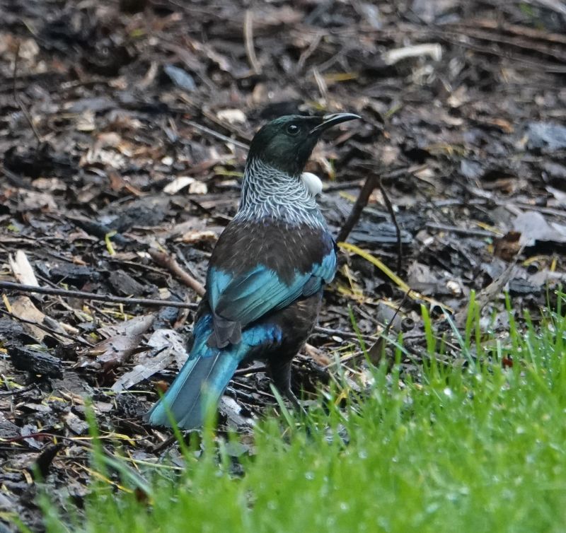 <i>Prosthemadera novaeseelandiae</i> (Tui)