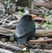 61.jpeg - 2018:08:31 04:37:23