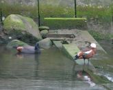 66.jpeg - 2018:08:31 05:19:06