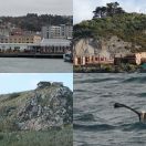 2018-08-25<br/>
<b>Wildlife of Otago Harbour, New Zealand</b>
