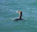 15.jpeg - 2018:08:25 01:44:26