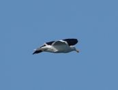 18.jpeg - 2018:08:25 01:49:51