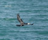 31.jpeg - 2018:08:25 02:06:03