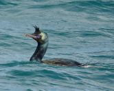 33.jpeg - 2018:08:25 02:08:49