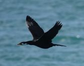 35.jpeg - 2018:08:25 02:09:55