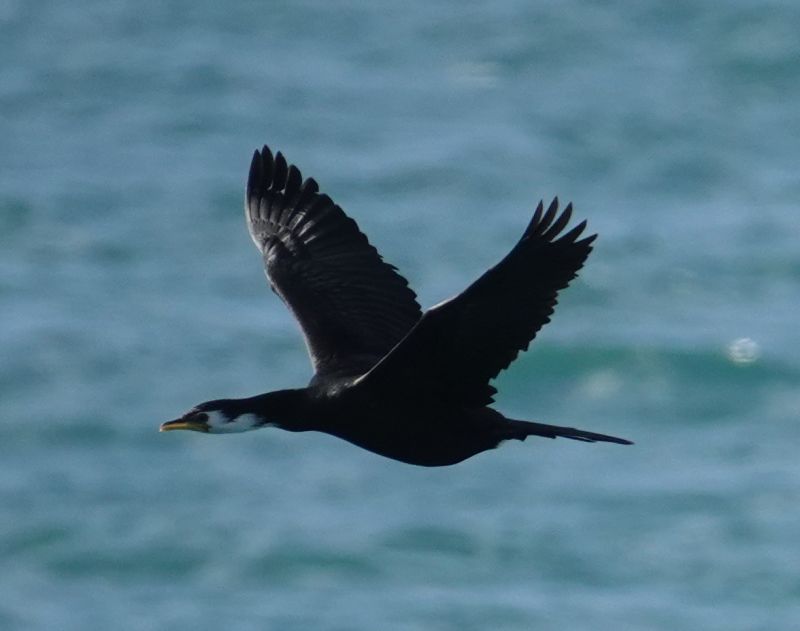 Viewing photos→2018→2018-08-25→35