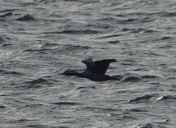 40.jpeg - 2018:08:25 02:28:47