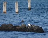 42.jpeg - 2018:08:25 02:32:06