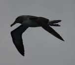 72.jpeg - 2018:08:25 02:55:07