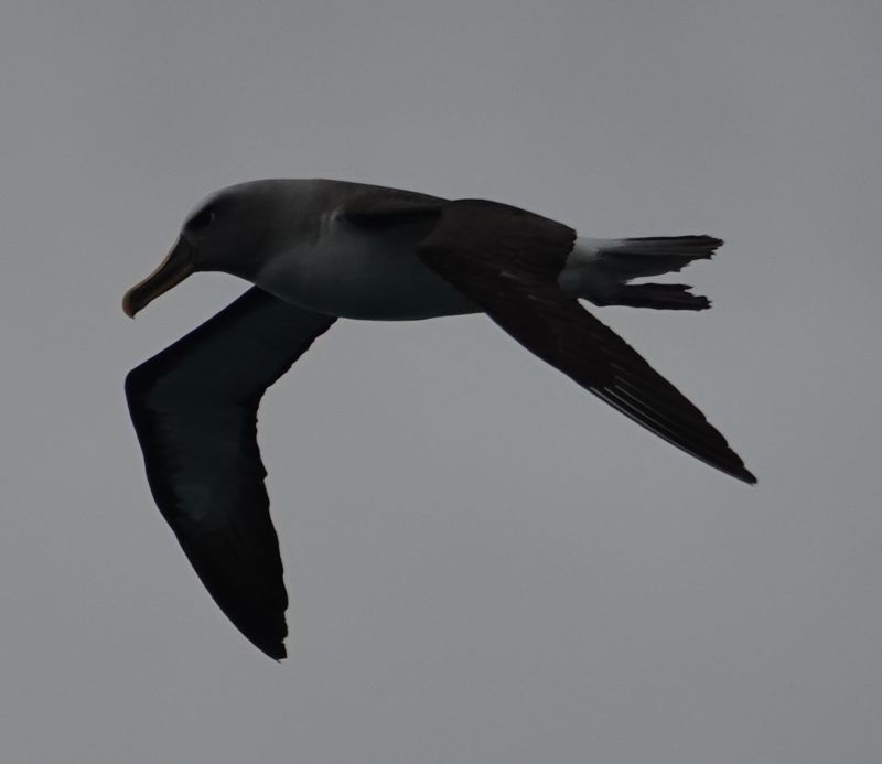 Viewing photos→2018→2018-08-25→72