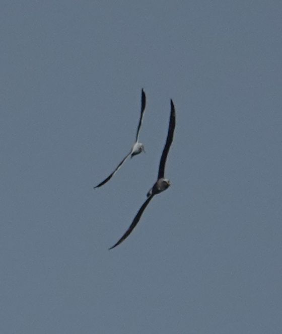 Viewing photos→2018→2018-08-25→75