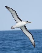 82.jpeg - 2018:08:25 03:17:19